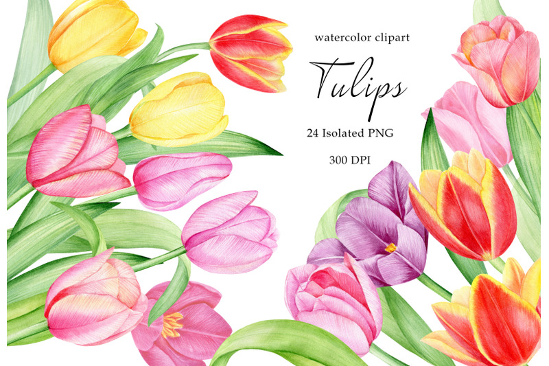 Watercolor tulips clipart. Hand painted spring pink, red tulips PNG By ...