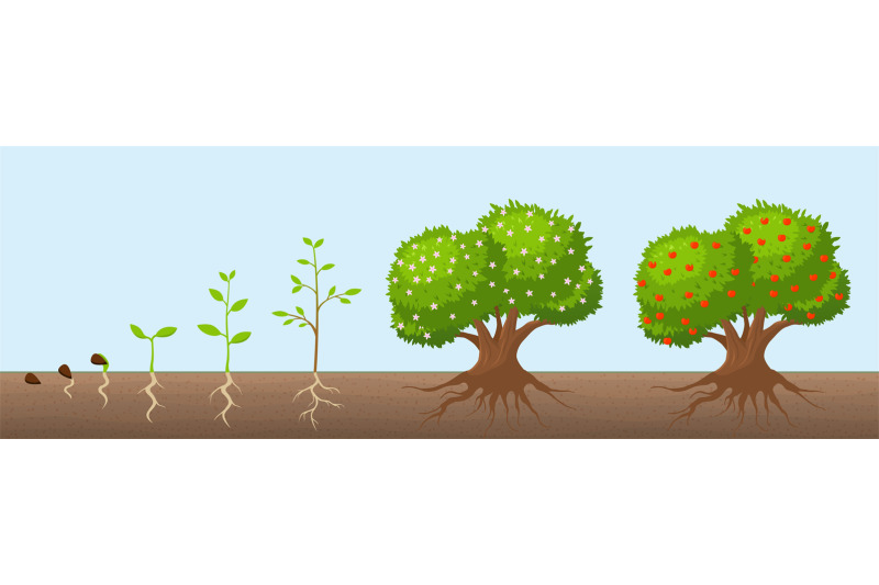 Tree growth cycle. Natural farming, trees grows and blooming. Growing ...