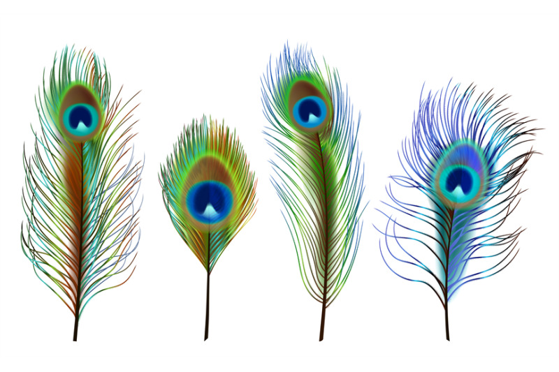 Peacock feathers. Exotic tropical birds beautiful colored feathers