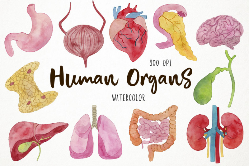 Watercolor Human Organs Clipart, Anatomy Clipart, Body Parts Clipart By ...