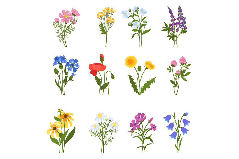 Blooming wild flowers. Beautiful meadow plants, isolated colorful flor ...