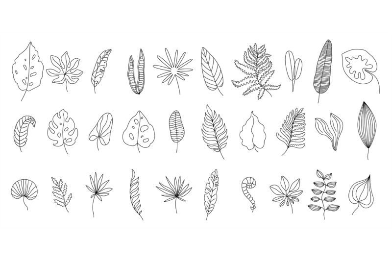 Outline Leaf Images | Free Photos, PNG Stickers, Wallpapers & Backgrounds -  rawpixel