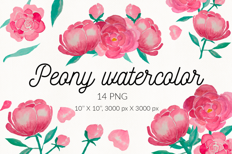 Peony watercolor clipart sublimation pink peony png. Watercolor flower ...