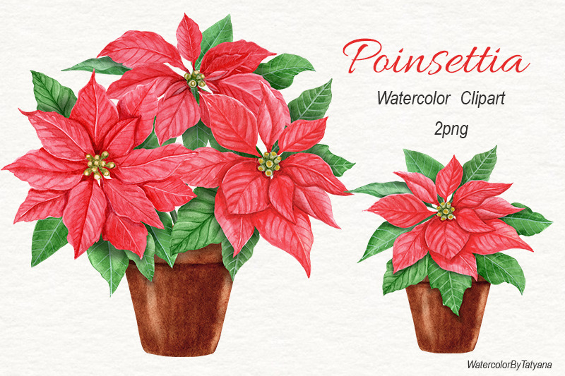 Watercolor Christmas Flower Poinsettia Poinsettia In A Pot By   800 4200938 9buf5f0wzljomhjeb8kw2lloz9iudoatxibi59tl 