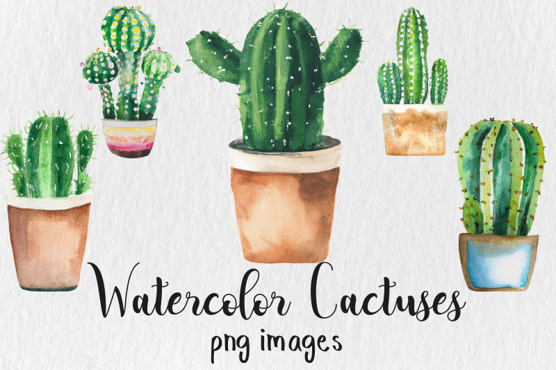 Watercolor Cactus Clipart By North Sea Studio | TheHungryJPEG