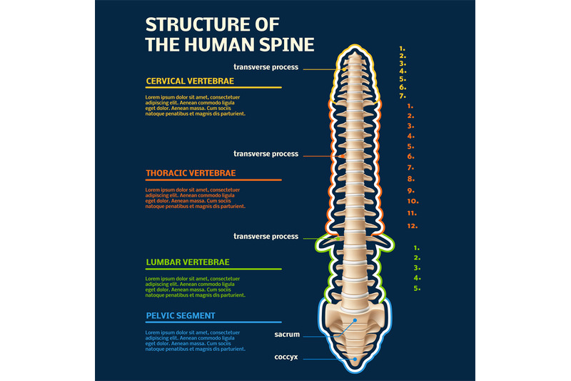 Spine structure infographic. Human vertebral, specifying all divisions ...