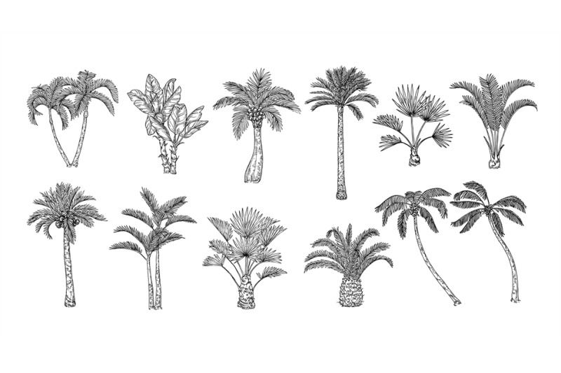 Sketch tropical palm trees. Hand drawn vintage Hawaii beach palms, eng ...