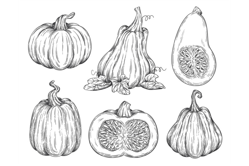 Squashes sketch. Pumpkin drawing variety pumpkine leaves hand drawings ...