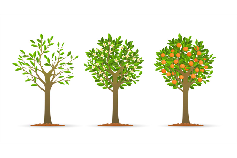 Orange tree growth stages By vectortatu TheHungryJPEG