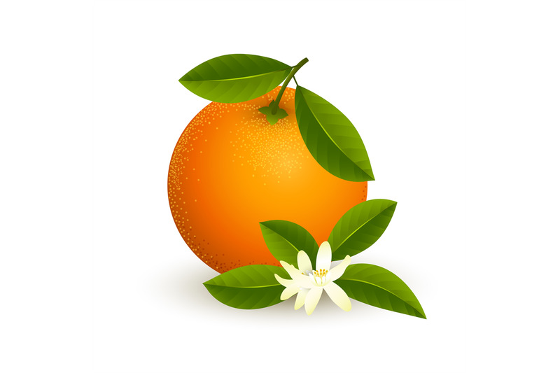 Flowering orange fruit isolated By vectortatu | TheHungryJPEG