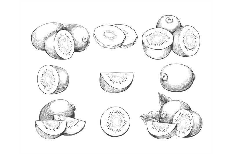 Hand drawn kiwi slices By vectortatu | TheHungryJPEG