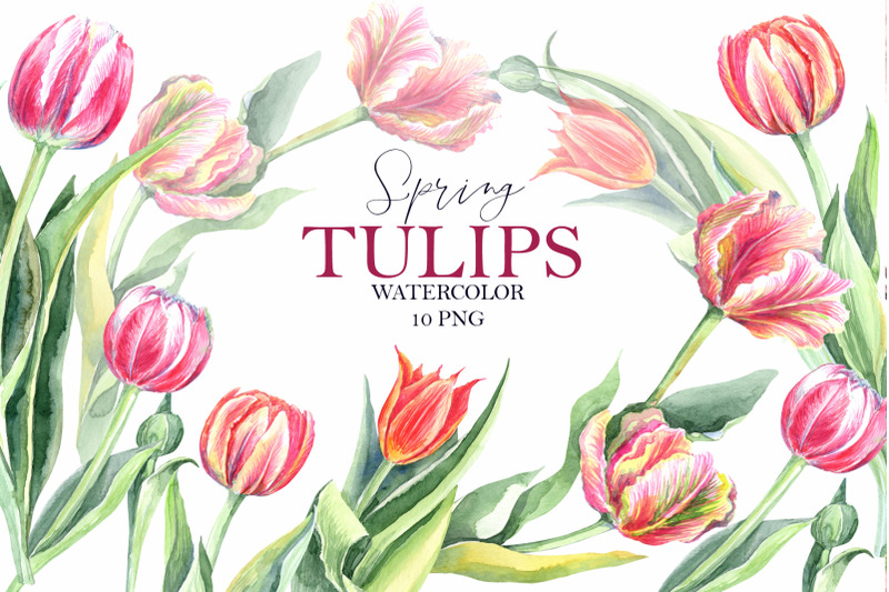 Mimosa and Tulips clipart Set By Evgeniia Bergmann | TheHungryJPEG