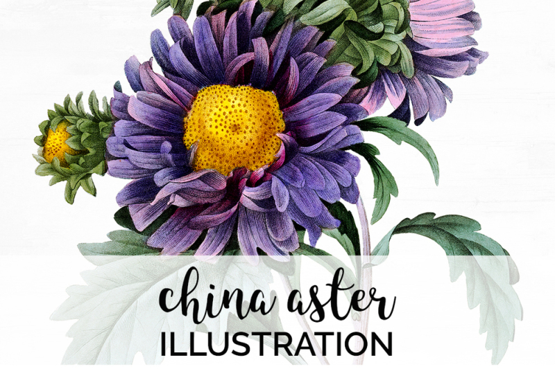 Aster Flowers Clipart By Enliven Designs Thehungryjpeg Com