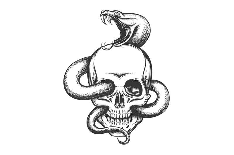 Snake and Skull Engraving Illustration By Olena1983 | TheHungryJPEG