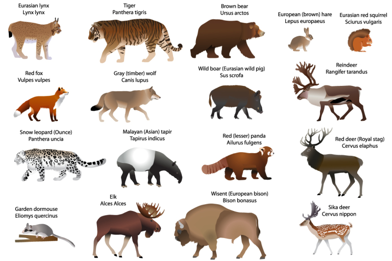 Animals of Eurasia By Viktoria1703 | TheHungryJPEG