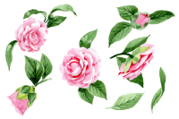 Wonderful pink camellia PNG watercolor set By MyStocks