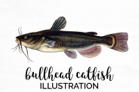Catfish Fish Clipart By Enliven Designs Thehungryjpeg Com