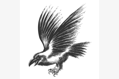 Raven Sketch