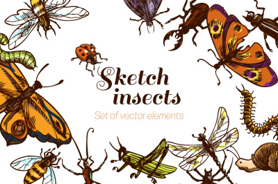 Insects sketch vector set