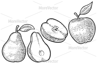Apple Pear. Vintage black engraving illustration for poster, web