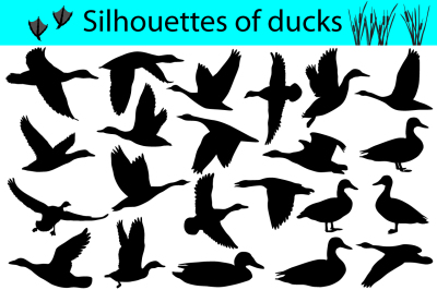 Silhouettes of ducks