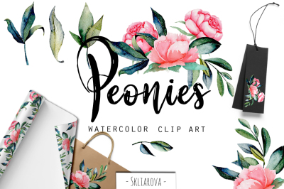 Peonies. Watercolor clip art.