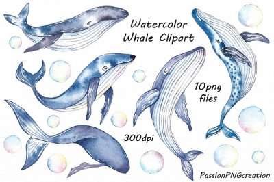 Watercolor Whale Clipart