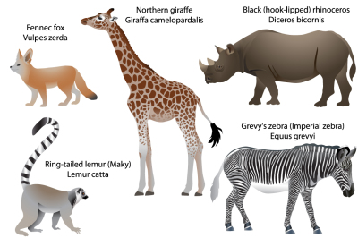 Animals of Africa: giraffe, rhino, zebra, lemur, fennec