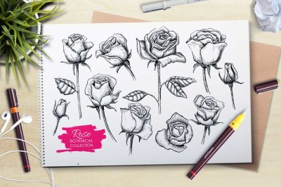 Hand Drawn Roses. Vintage drawing set.
