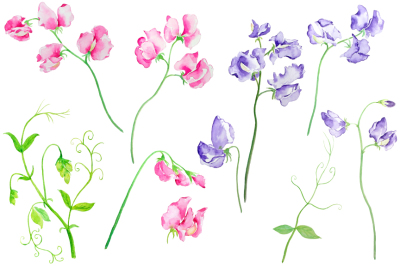 Watercolor Sweet Pea Pink and Purple Flowers