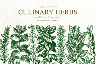 Culinary Herbs Vector Collection