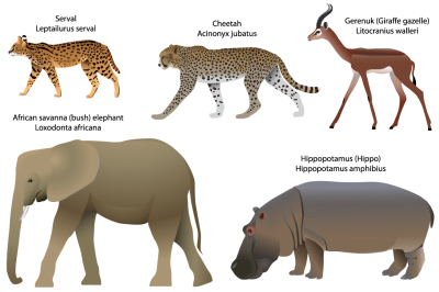 Animals of Africa: serval, cheetah, gerenuk, hippo, elephant