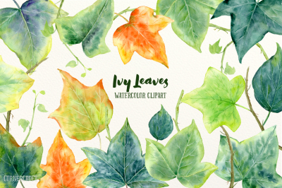 Watercolor Ivy Leaf Illustration