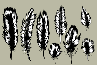 8 Hand Drawn Feathers set.