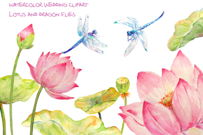 Watercolor Lotus and dragon Fly