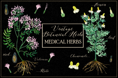 Vintage botanical herbs