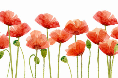 Digital Clipart, Watercolor Poppies, Flower Clipart