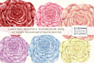 Watercolor Rose , Rose Clipart, Rose Image, Flower