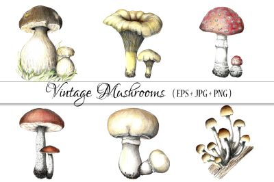 Vintage mushrooms clip art.