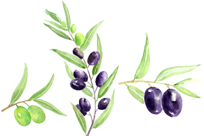 Watercolor Clipart Olives