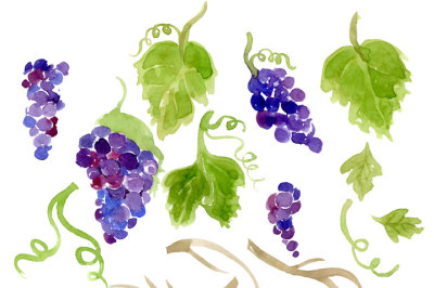 Digital Clipart, Vineyard Clip Art, Watercolor Grapes, Foliage