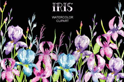 Watercolor Clipart iris