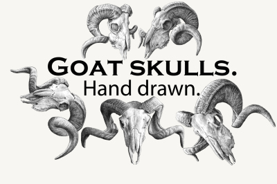 Goat skulls. Hand drawn.