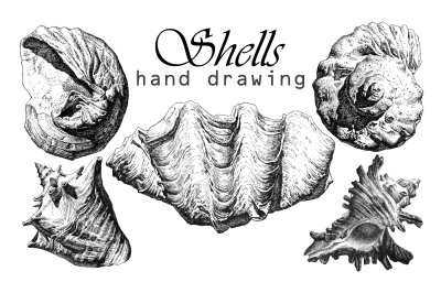 Realistic seashells. Hand drawing.