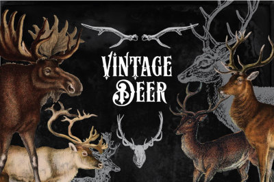 31 Vintage Deer Clipart & Brushes