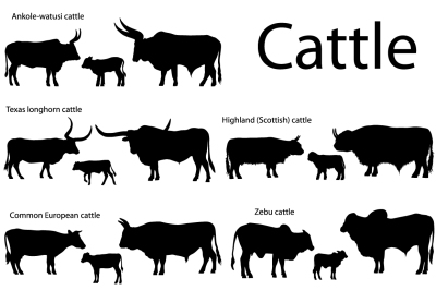 Silhouettes of cattle