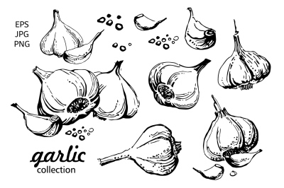 Garlic. Hand drawn