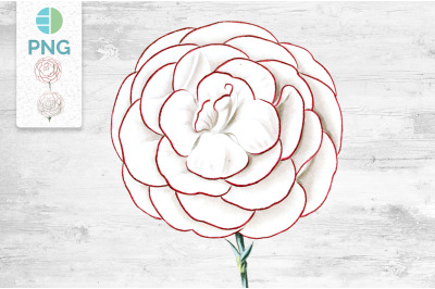 Carnation Clipart Flower