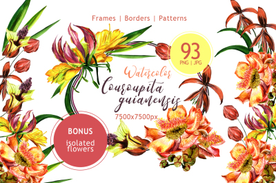 Couroupita guianensis PNG watercolor set