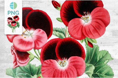 Geranium Red Flowers Clipart